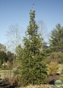 Picea abies 