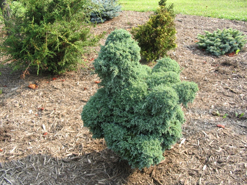Chamaecyparis pisifera 