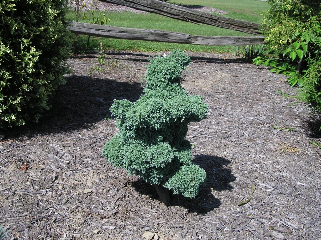 Chamaecyparis pisifera 