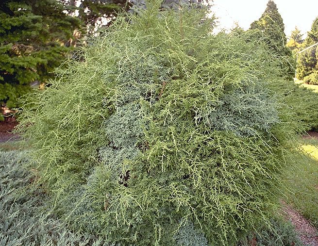 Chamaecyparis pisifera 