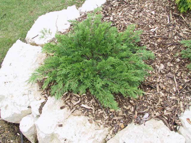 Juniperus sabina 