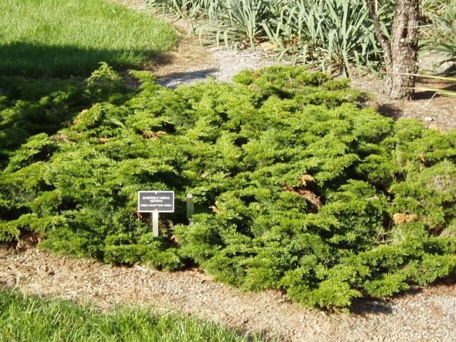 Juniperus sabina 