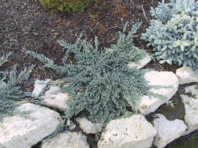 Juniperus horizontalis 