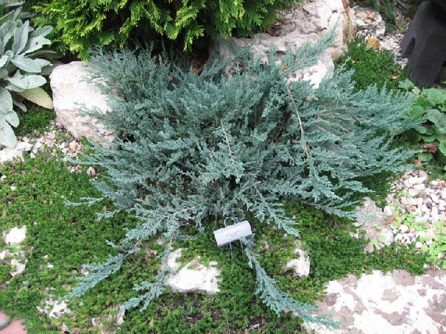 Juniperus horizontalis 