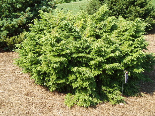 Tsuga canadensis 