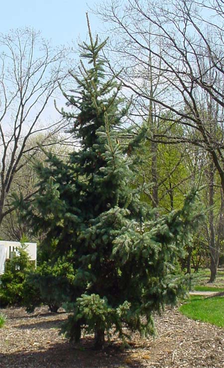 Picea pungens 