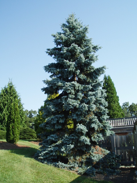 Picea pungens 