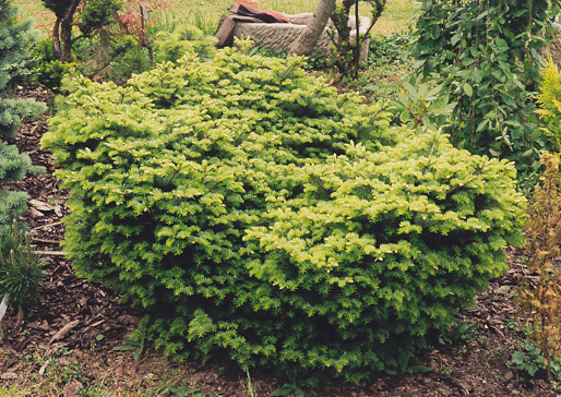 Abies alba 
