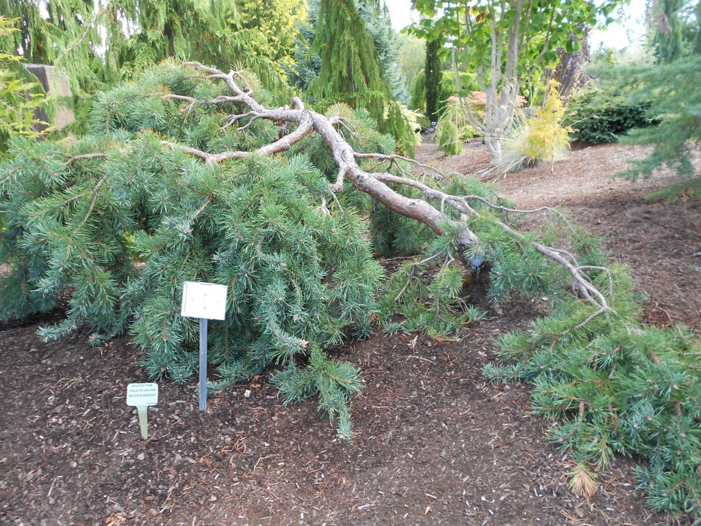 Pinus sylvestris 