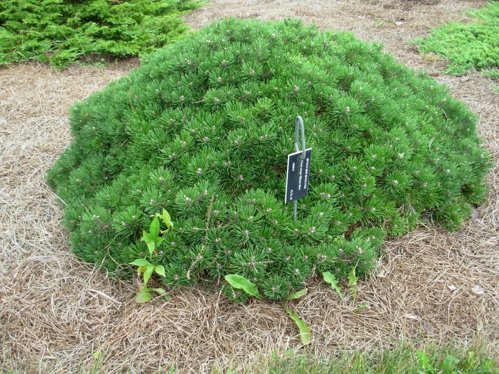Pinus mugo 
