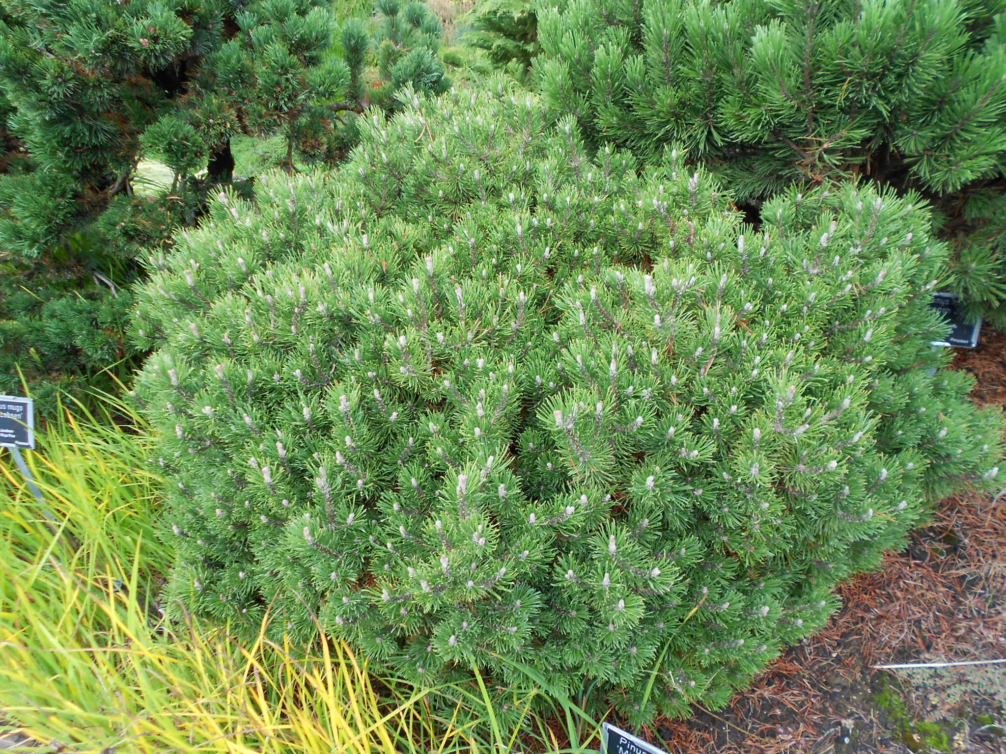 Pinus mugo 