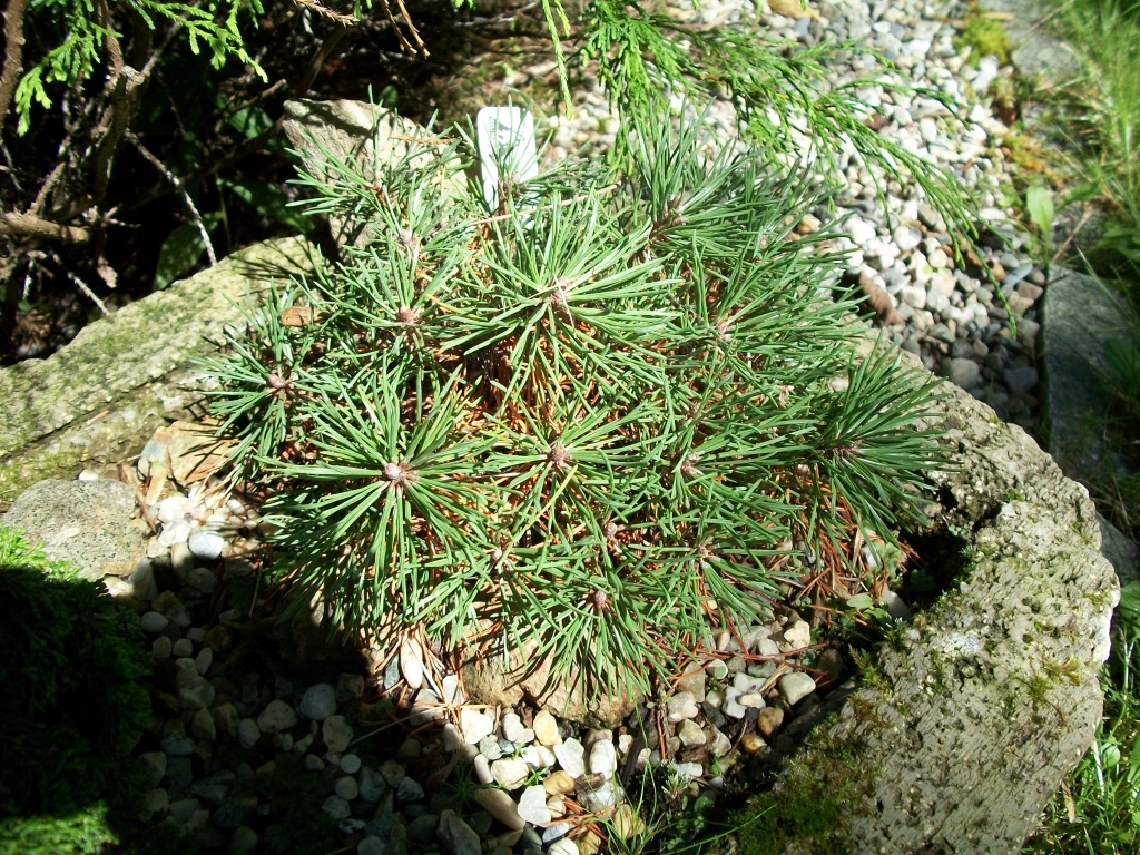 Pinus mugo 