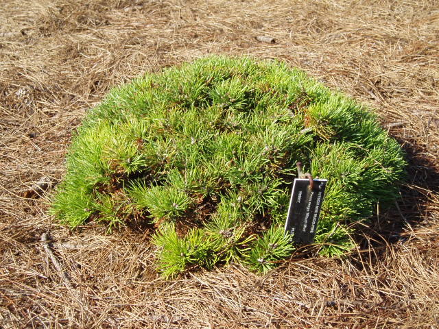 Pinus mugo 