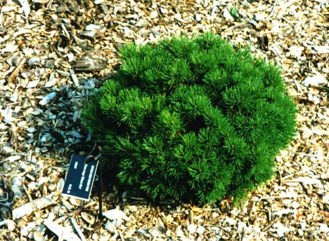 Pinus mugo 