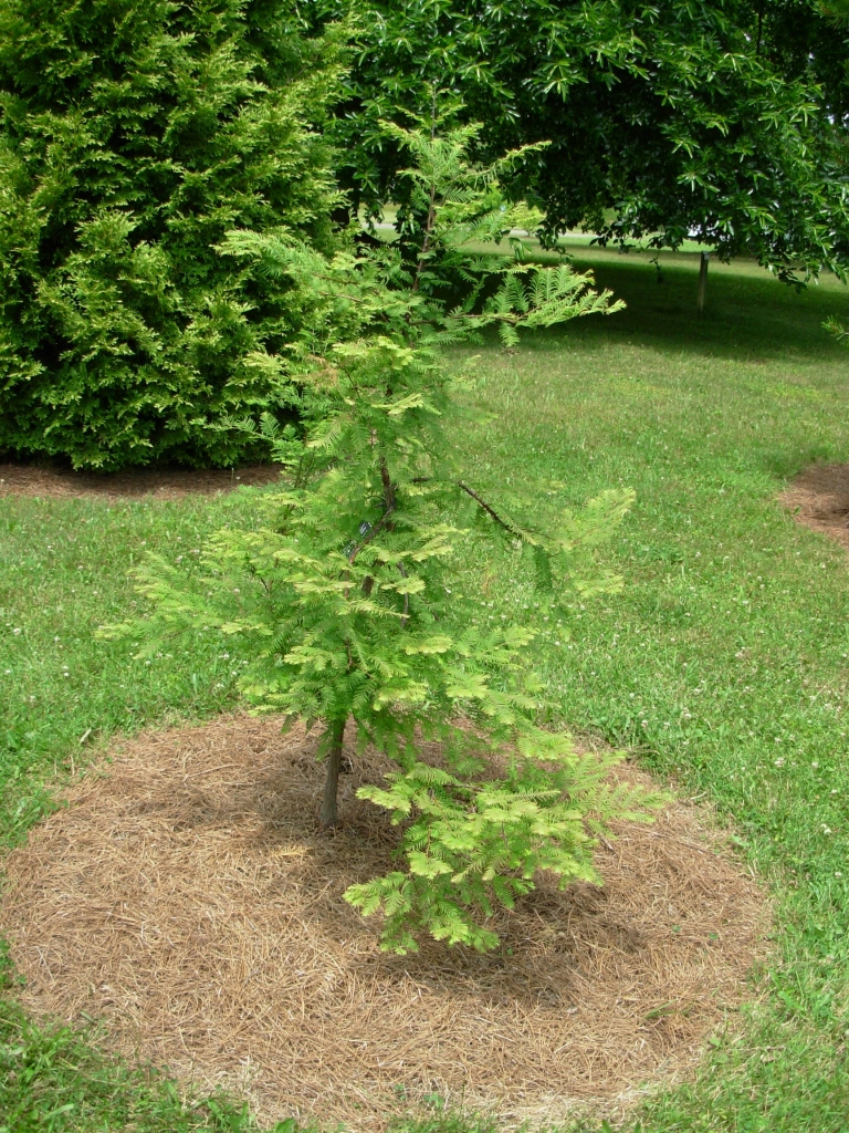 Metasequoia glyptostroboides 