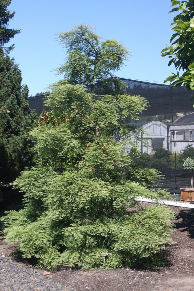 Metasequoia glyptostroboides 