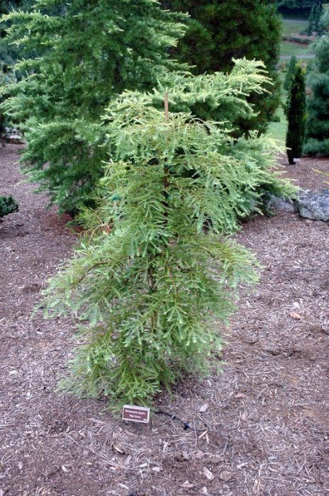 Metasequoia glyptostroboides 