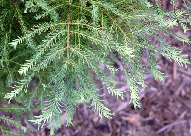 Metasequoia glyptostroboides 