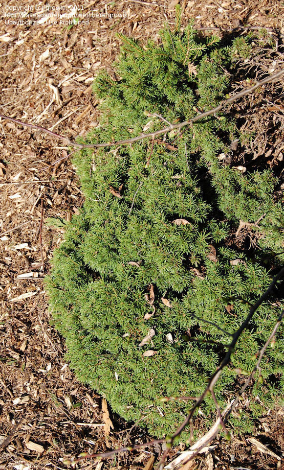 Picea abies 
