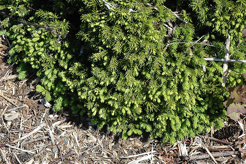 Picea abies 