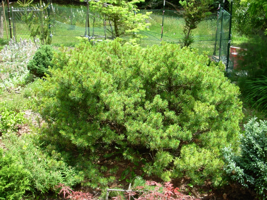 Pinus strobus 