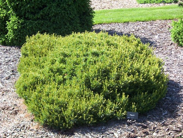 Pinus strobus 