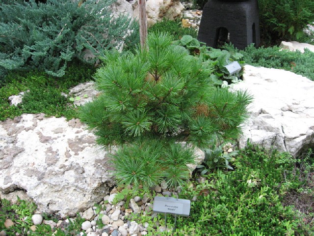 Pinus strobus 