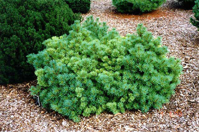 Pinus strobus 