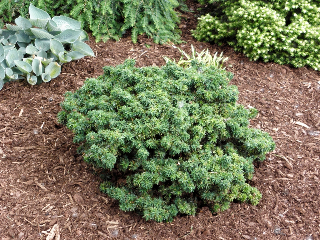 Tsuga canadensis 