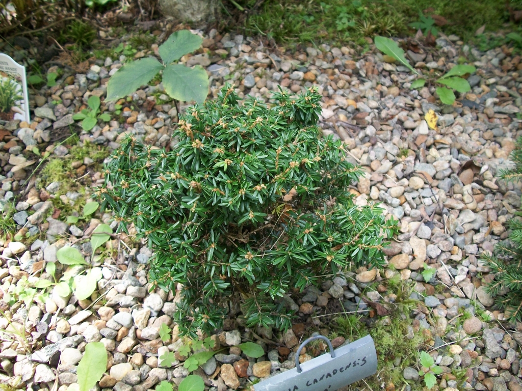 Tsuga canadensis 