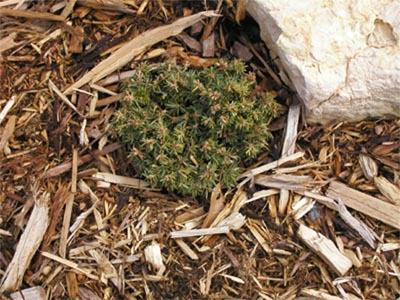 Tsuga canadensis 
