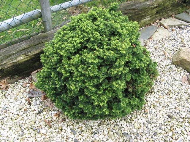 Tsuga canadensis 