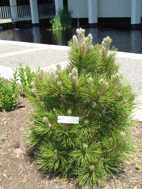 Pinus heldreichii 