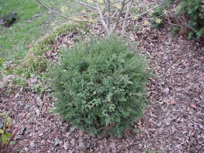 Juniperus squamata 