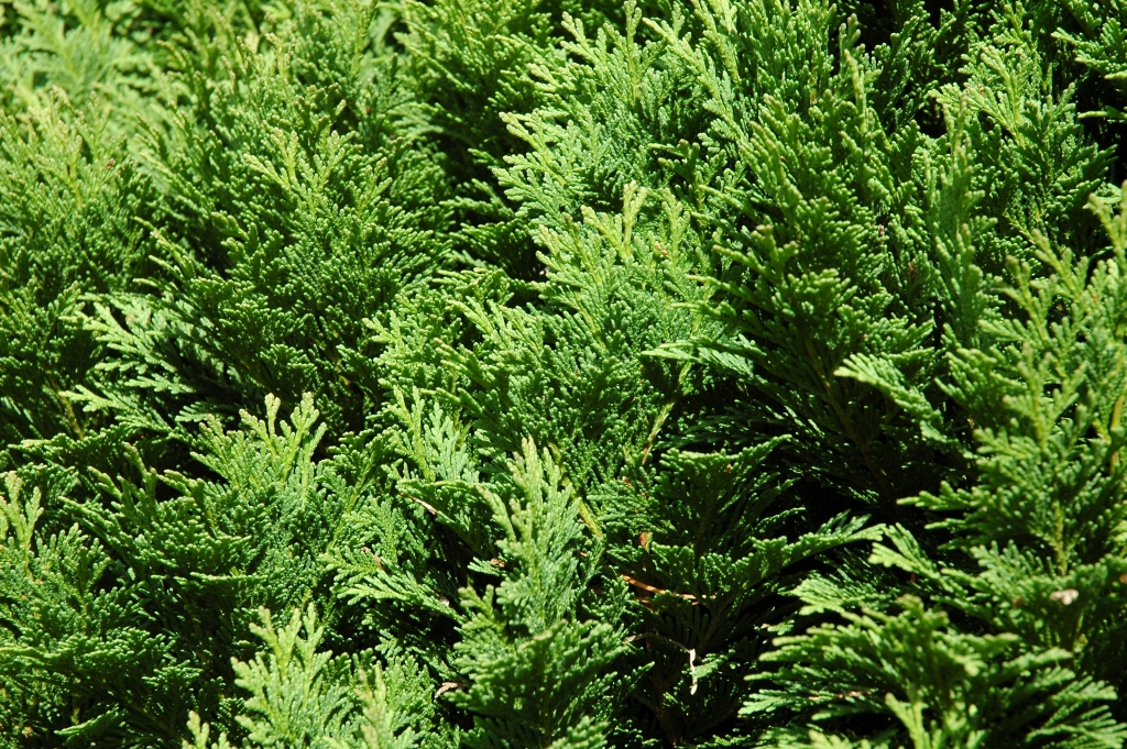 Chamaecyparis lawsoniana 