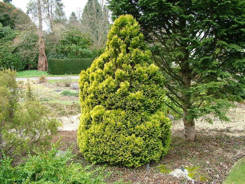 Chamaecyparis lawsoniana 