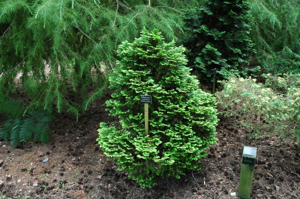 Chamaecyparis lawsoniana 
