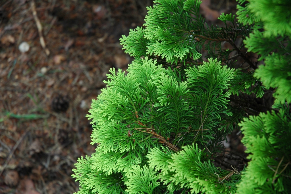 Chamaecyparis lawsoniana 