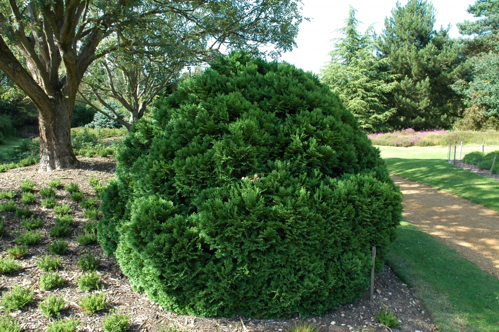 Chamaecyparis lawsoniana 