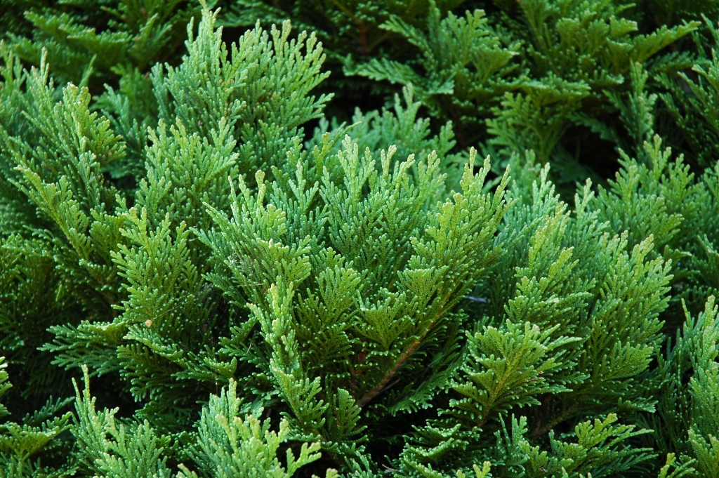 Chamaecyparis lawsoniana 