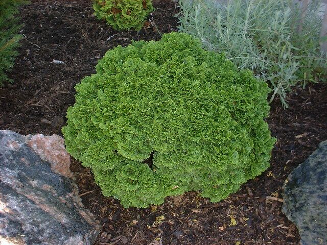 Chamaecyparis obtusa 