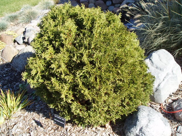 Thuja occidentalis 
