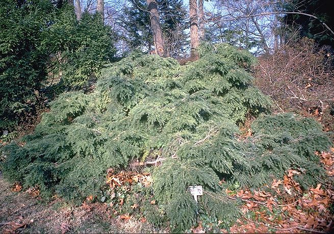 Tsuga canadensis 