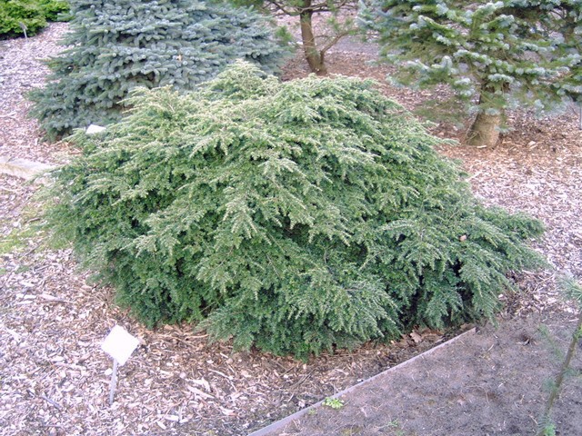 Tsuga canadensis 