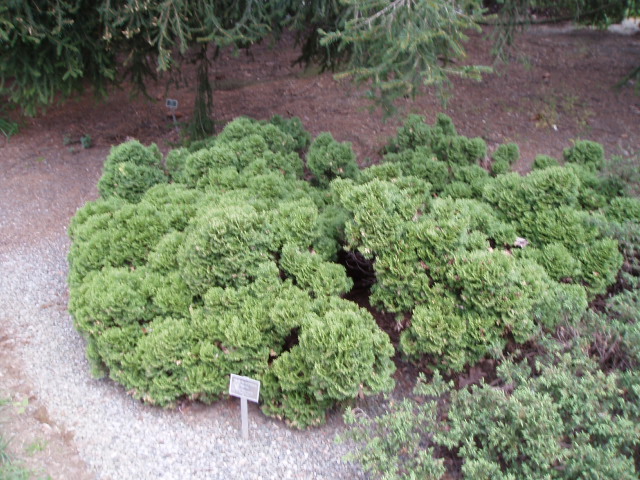 Thuja occidentalis 