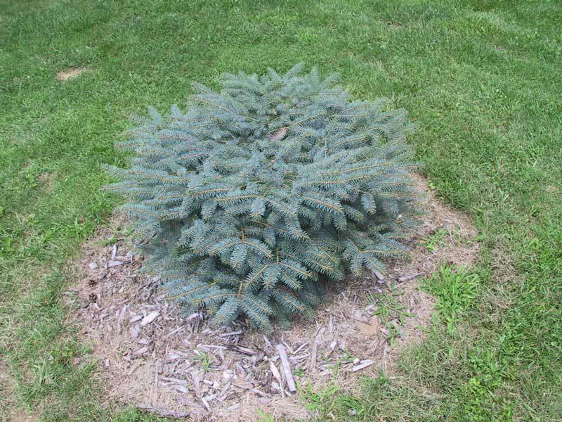 Picea pungens 