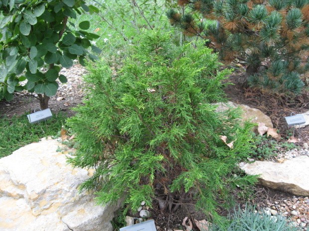 Chamaecyparis lawsoniana 