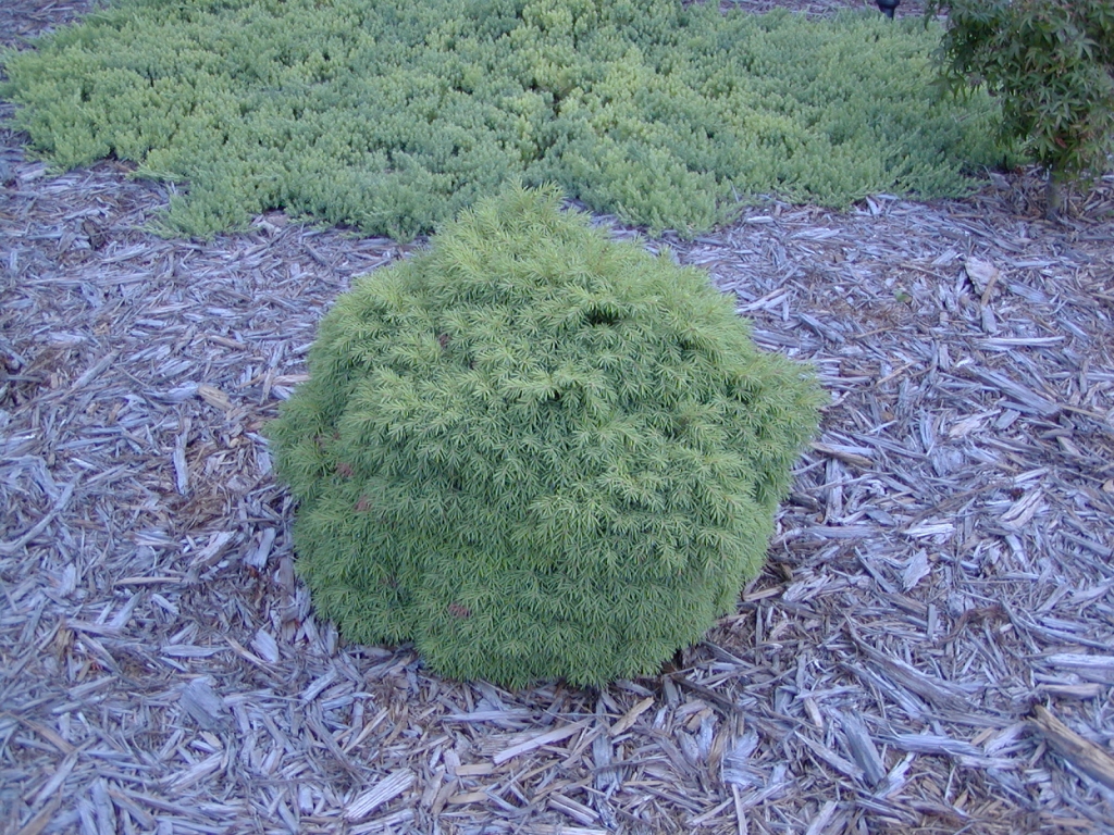 Picea abies 