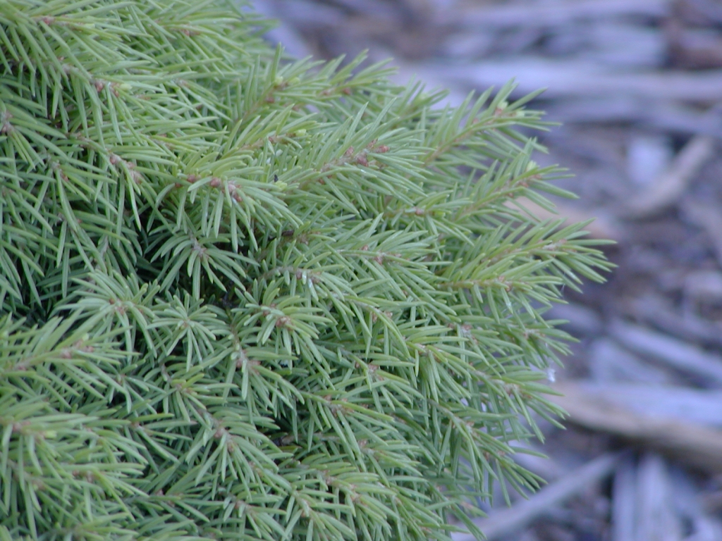 Picea abies 