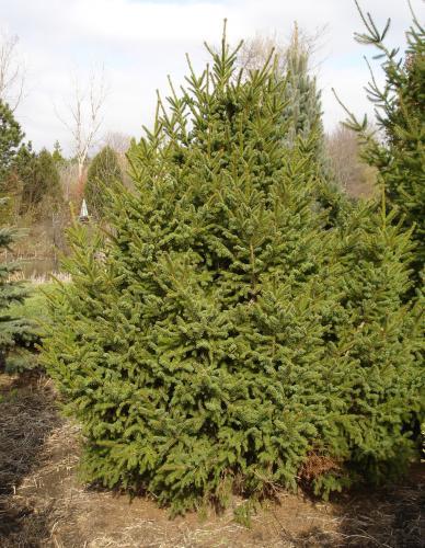 Picea abies 